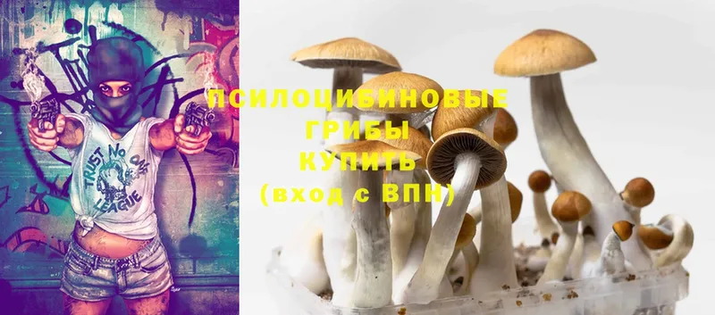 мориарти какой сайт  Иннополис  Псилоцибиновые грибы Cubensis 